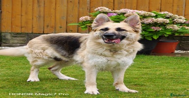 German Shepherd dogs - Advert 7