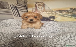 Cockapoo dogs for sale: 4 outstanding cockerpoos  - Image 21