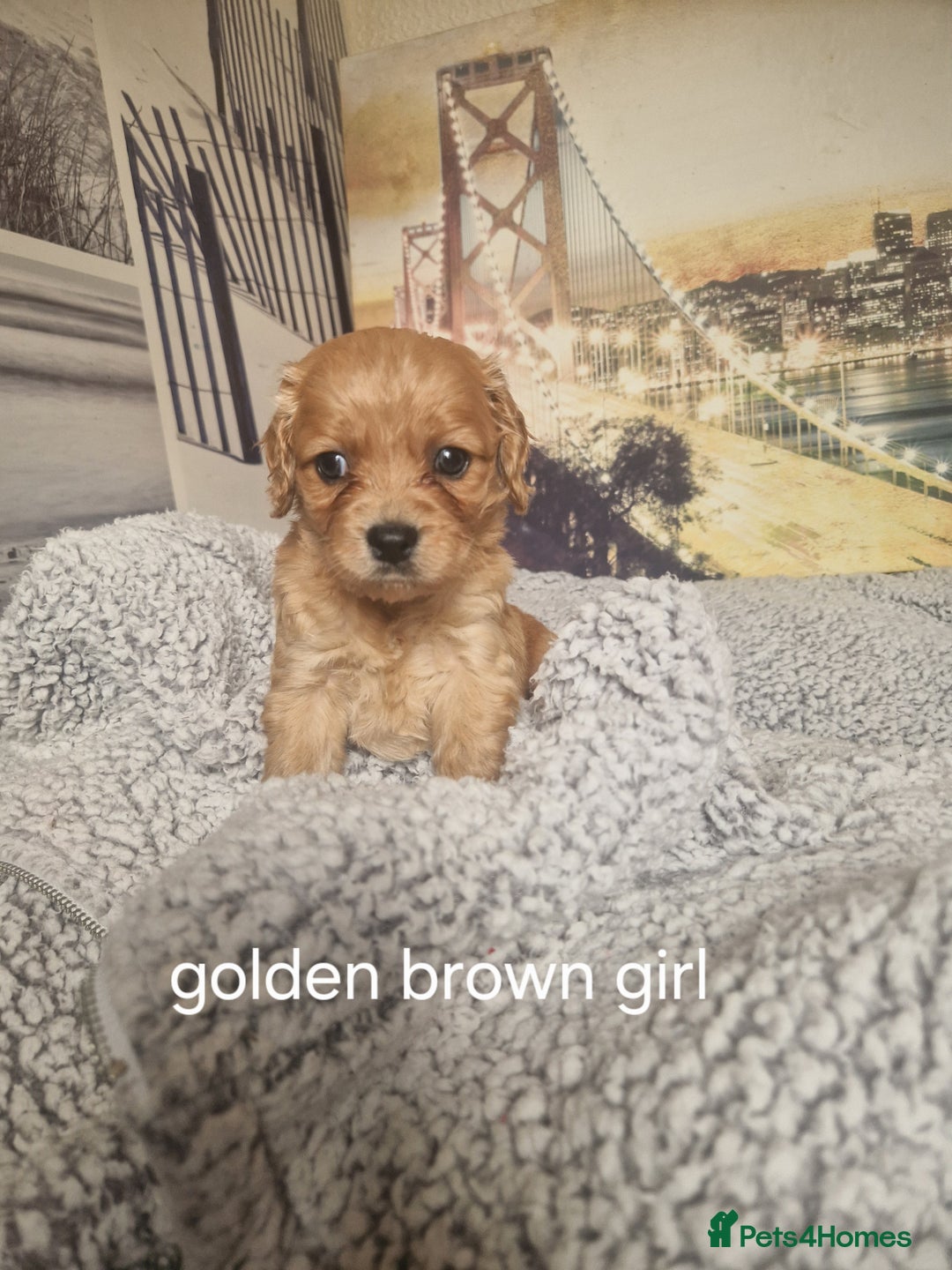 Cockapoo dogs for sale: 4 outstanding cockerpoos  - Image 21