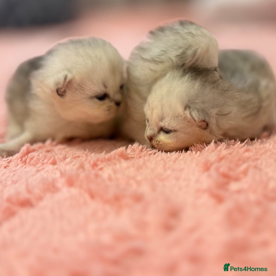 Persian cats for sale: Persian chinchilla kittens  - Image 6
