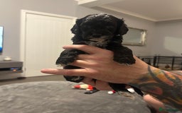 Cavapoo dogs for sale: Mini CavaPoos - Advert 3