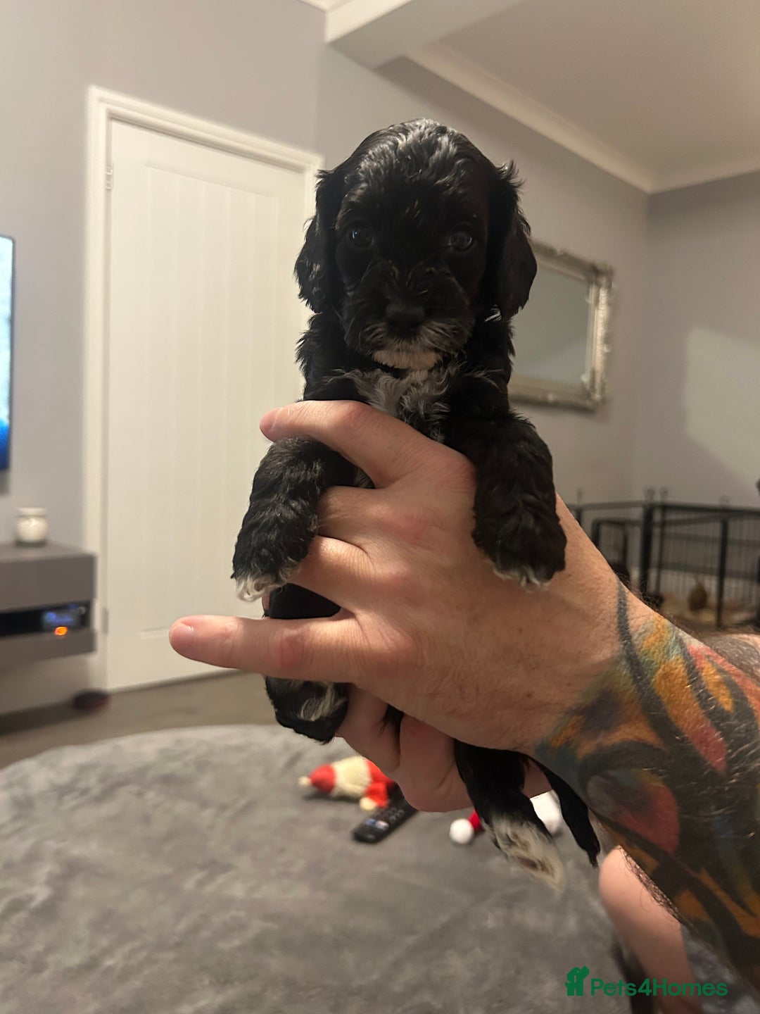 Cavapoo dogs for sale: Mini CavaPoos - Advert 3