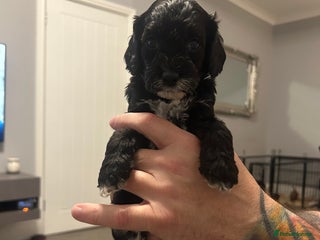 Cavapoo dogs Mini CavaPoos - Advert 12