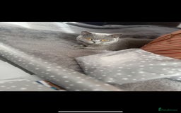 British Shorthair cats for sale: GCCF Active British Blue shorthair - Image 2
