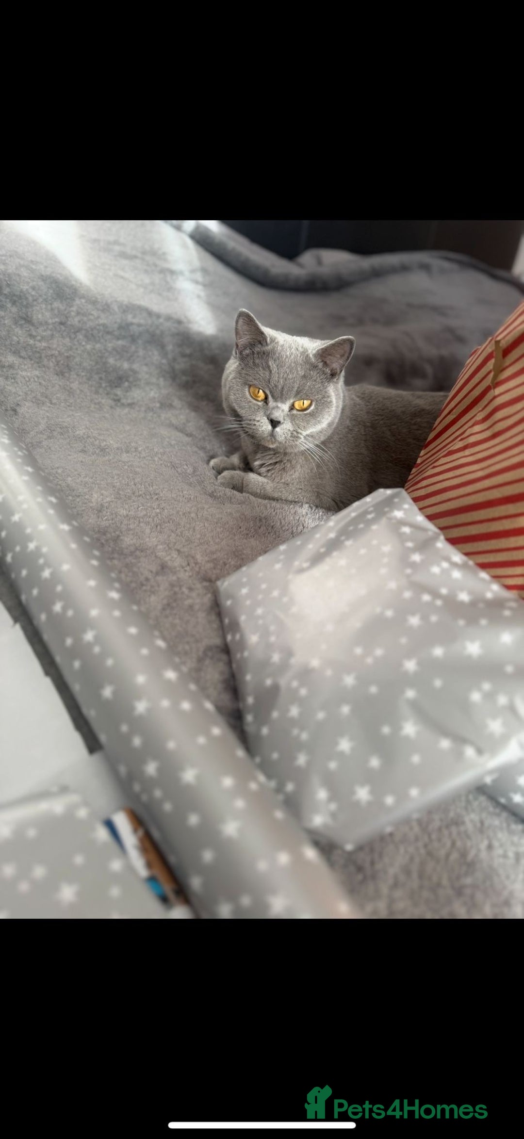 British Shorthair cats for sale: GCCF Active British Blue shorthair - Image 2