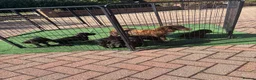 Cocker Spaniel dogs for sale: Beautiful 6 black cocker spaniel!  - Advert 3