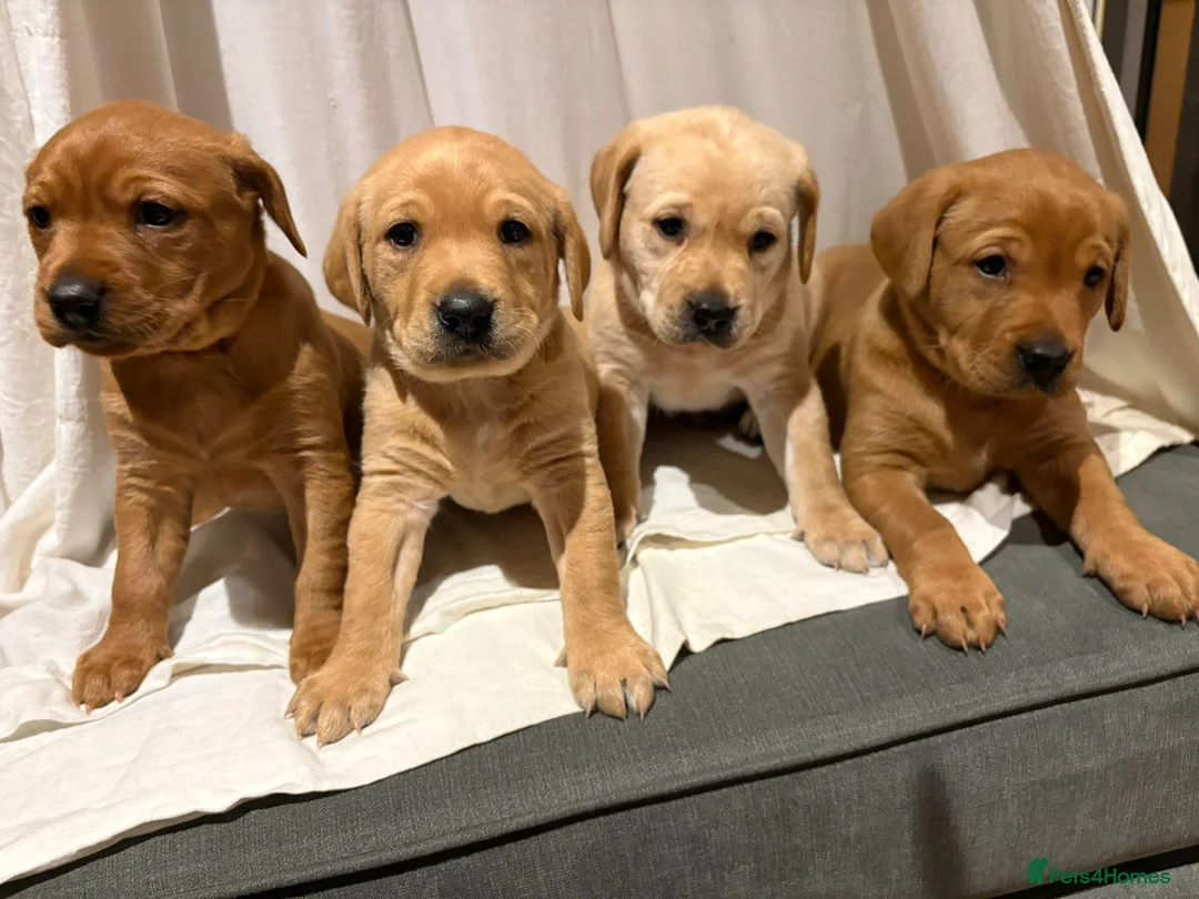 Labrador Retriever dogs for sale: KC registered Red Labrador Puppies - Ready 2nd Apr in Faversham - Advert 16