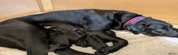 Labrador Retriever dogs for sale: Stunning Black Labrador Puppies-Ready 1st April - Advert 7