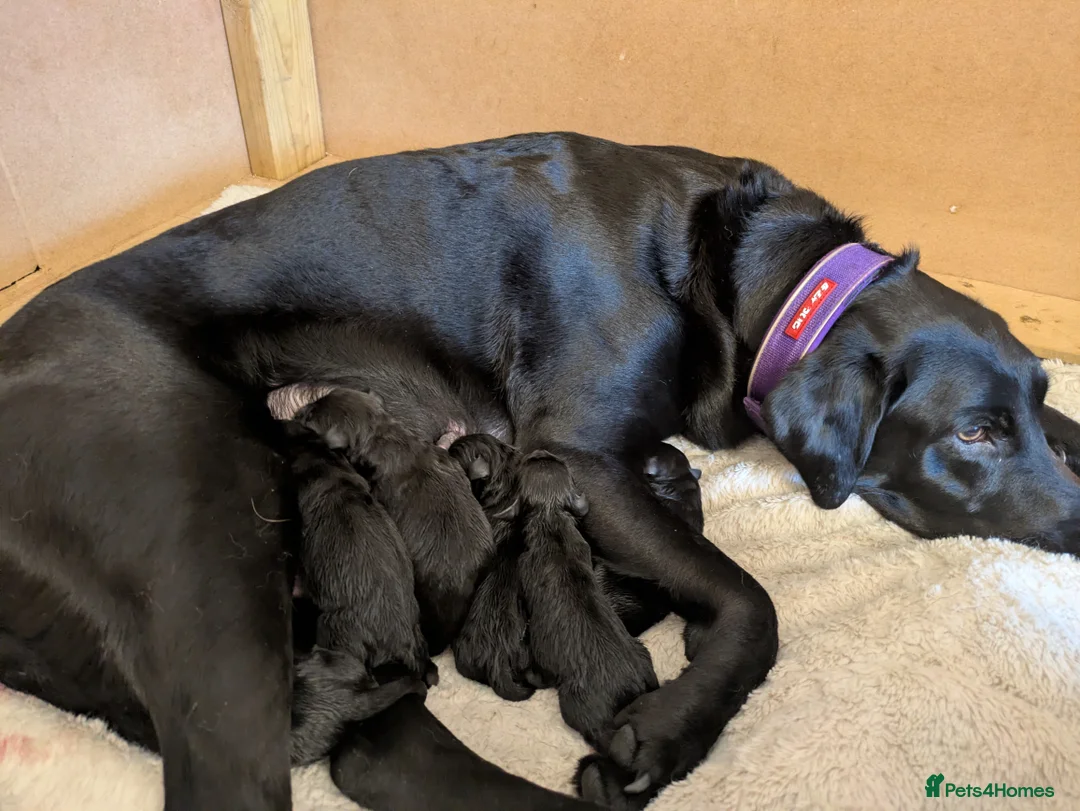 Labrador Retriever dogs for sale: Stunning Black Labrador Puppies-Ready 1st April - Advert 7