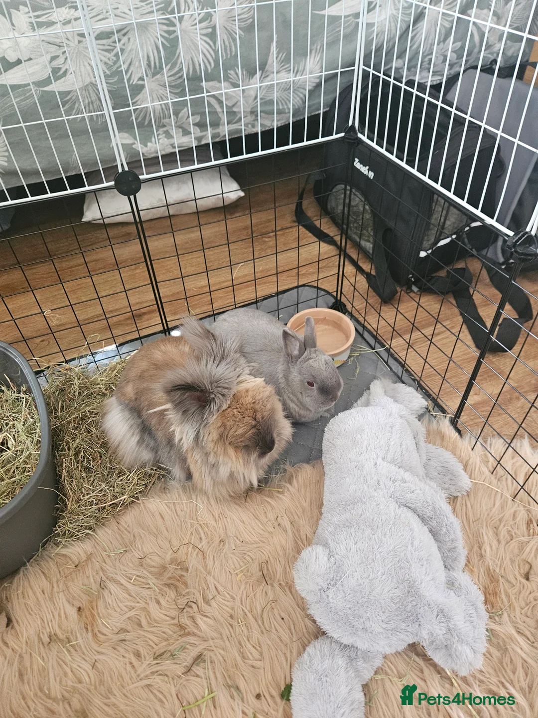 Lionhead rabbits for sale: 2 female spayed rabbits - Advert 16