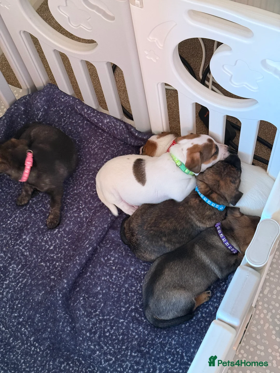 Mixed Breed dogs for sale: German Shepherd x Staffy x Jack Russell puppies  - Advert 10