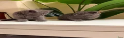 British Shorthair cats for sale: Gorgeous British short hair  in London - Advert 7