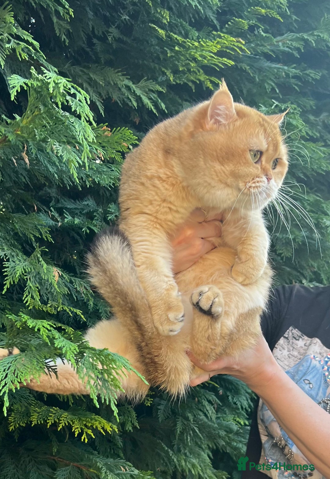 British Shorthair cats for sale: Ready to go Golden BSH Kittens Champ line  in March - Image 18