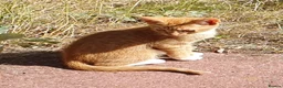 Mixed Breed cats for sale: Beautiful Kittens  - Advert 8