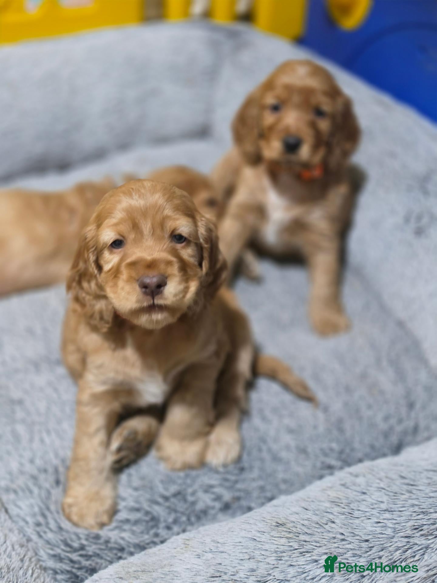 Cocker Spaniel dogs Beautiful 100% Cocker Spaniel puppies- litter of 6 - Advert 1