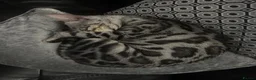 Bengal cats for sale: TICA silver rosseted Bengal female  - Advert 11