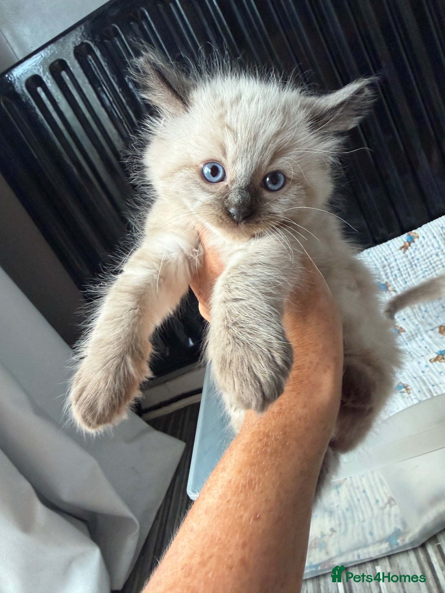 Ragdoll cats Beautiful pedigree ragdoll kittens  - Advert 1