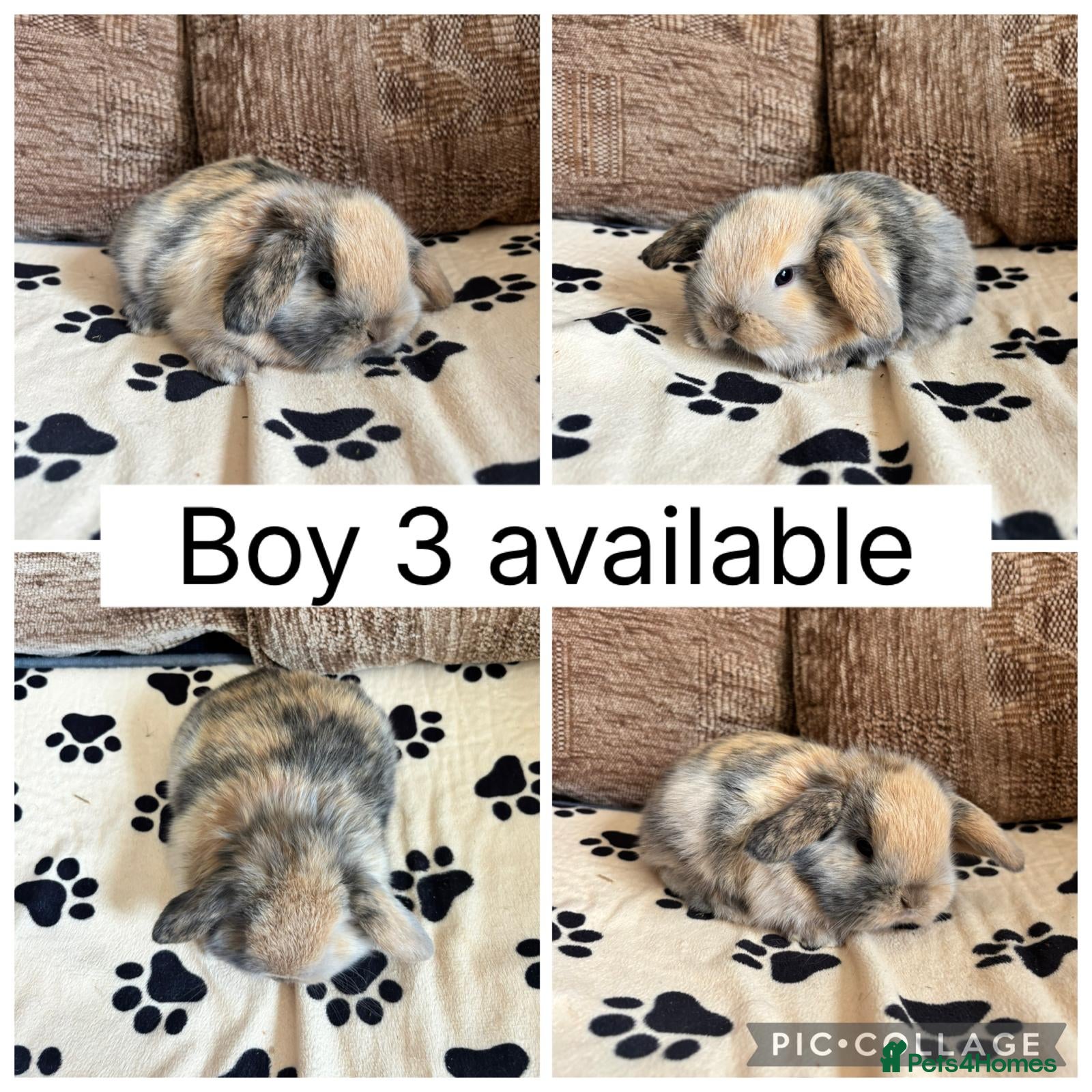 Mini Lop rabbits 5 baby mini lops ready to reserve - Advert 1