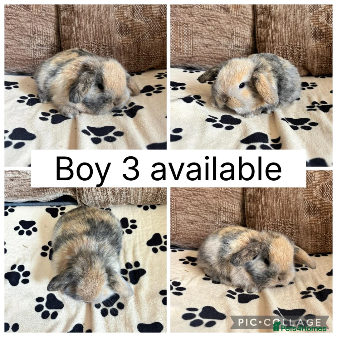 Mini Lop rabbits for sale: 5 baby mini lops ready to reserve - Advert 1