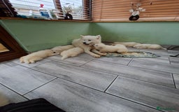 Samoyed dogs for sale: Beautiful Samoyed Puppies Ready Soon! - Advert 10