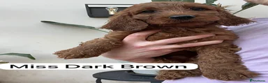 Irish Doodle Miss Dark Brown