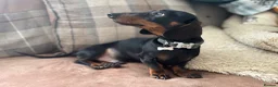 Miniature Dachshund dogs for stud: *STUD* champion lines Black & Tan mini dachshund  - Advert 18