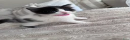 Mixed Breed cats for sale: Ragdoll x tuxedo  - Advert 10