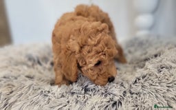 Maltipoo dogs for sale: F1b Maltipoo (Ready to leave now)   - Image 5