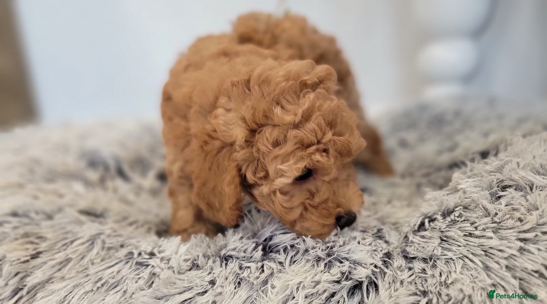 Maltipoo dogs for sale: F1b Maltipoo (Ready to leave now)   - Image 5