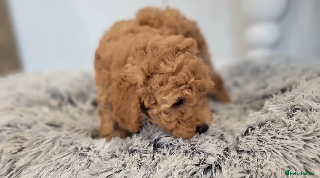 Maltipoo dogs for sale: F1b Maltipoo.   Ready to leave now  - Advert 10