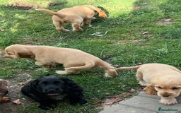 Cocker Spaniel dogs for sale: LAST 3 GIRLS ⭐️⭐️⭐️⭐️⭐️CH BLOODLINES  - Image 6