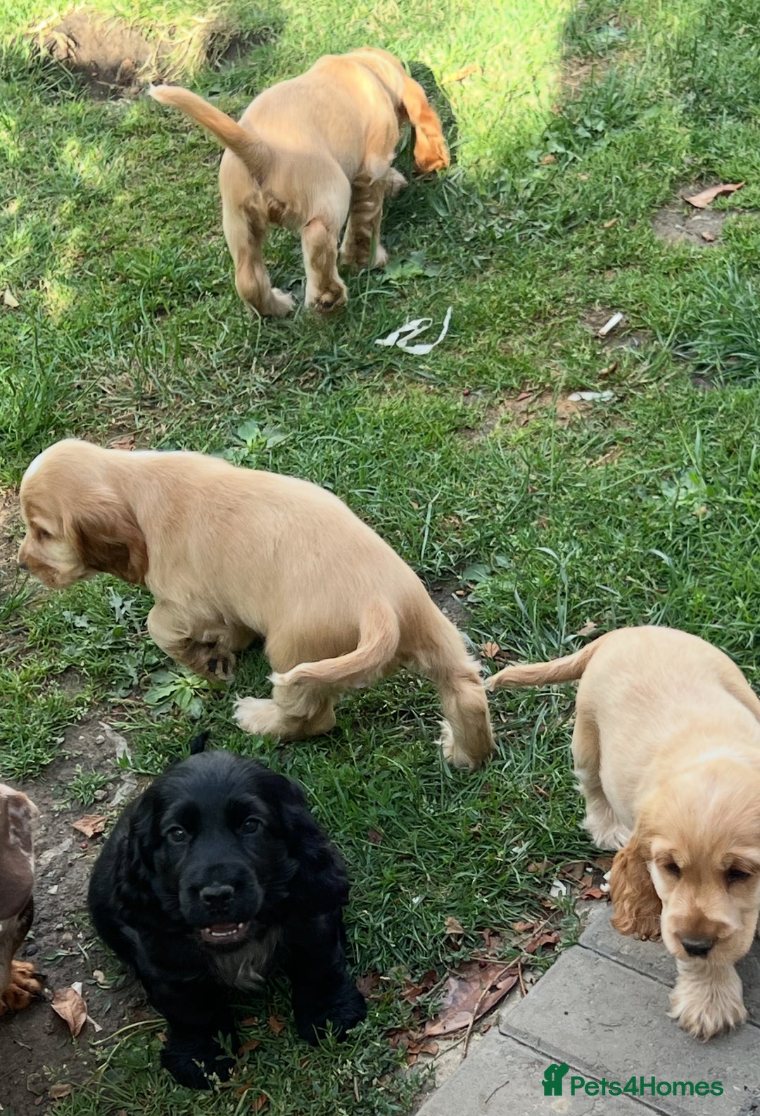 Cocker Spaniel dogs for sale: LAST 3 GIRLS ⭐️⭐️⭐️⭐️⭐️CH BLOODLINES  - Image 6