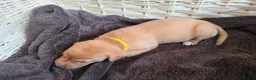 Labrador Retriever dogs for sale: Fox Red KC Reg labrador puppies PL14 - Advert 7