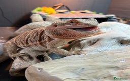 Bearded Dragon reptiles for sale: Orange hypo blue bar female dragon with set up - Image 2