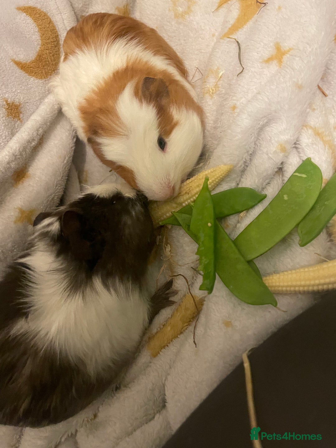 Guinea Pig rodents for sale: 2 male guinea  - Image 3