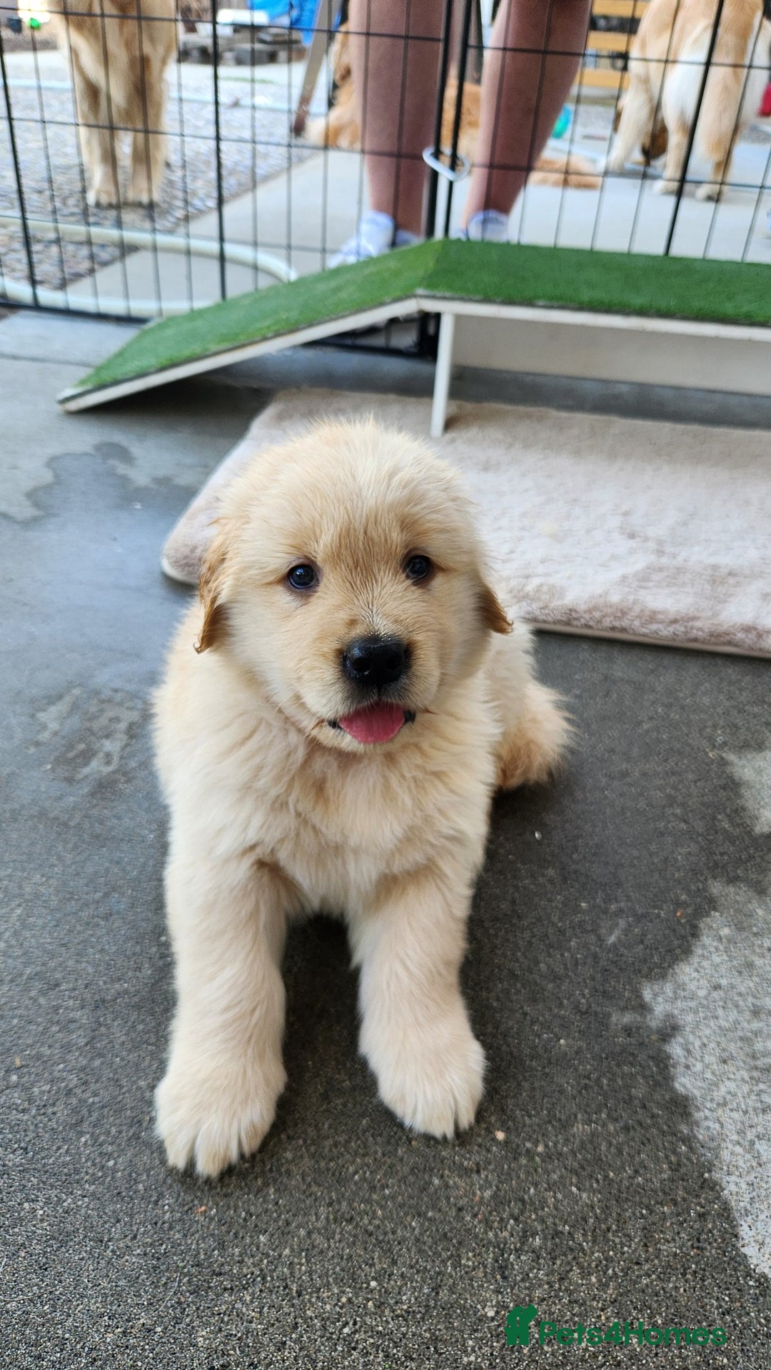 Golden Retriever dogs for sale: Lovable Kc Golden Retriever Puppies Available Now - Image 11