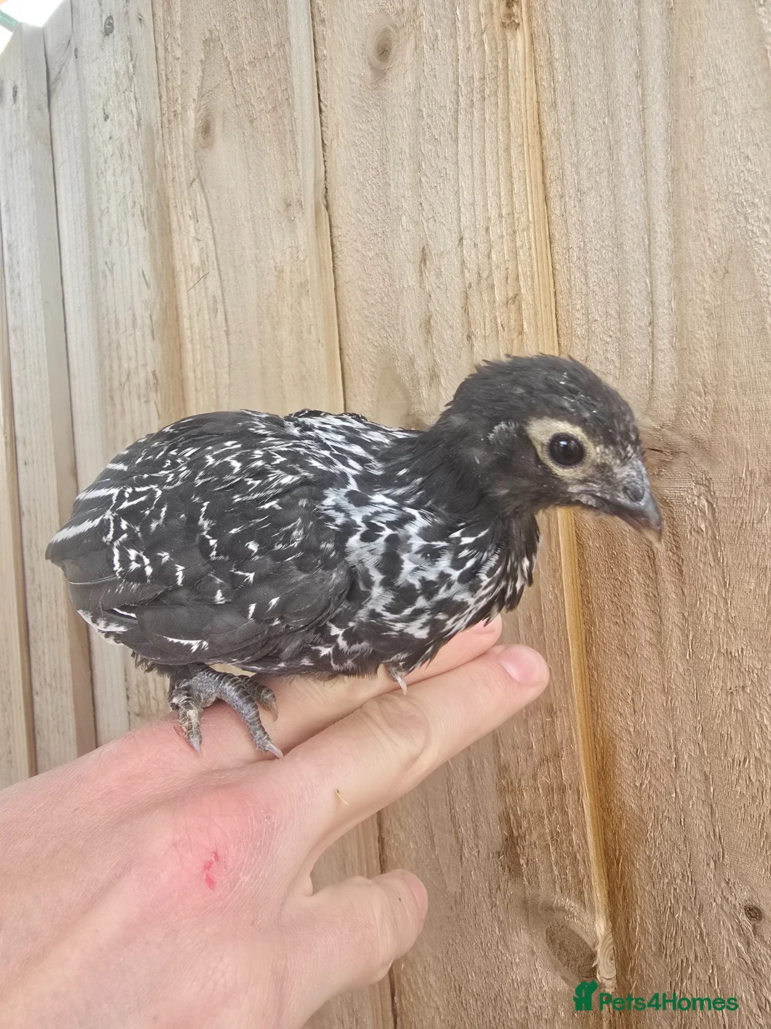 Chickens poultry for sale: 6 wks old Pekin Bantam x Sebright chicks - Advert 2