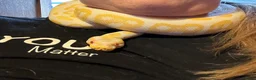 Python Snake reptiles for sale: Snake for sale - Advert 2