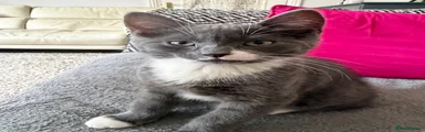 Domestic Shorthair 1