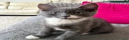 Domestic Shorthair cats for sale: 3 little kittens ready to leave.  - Advert 4