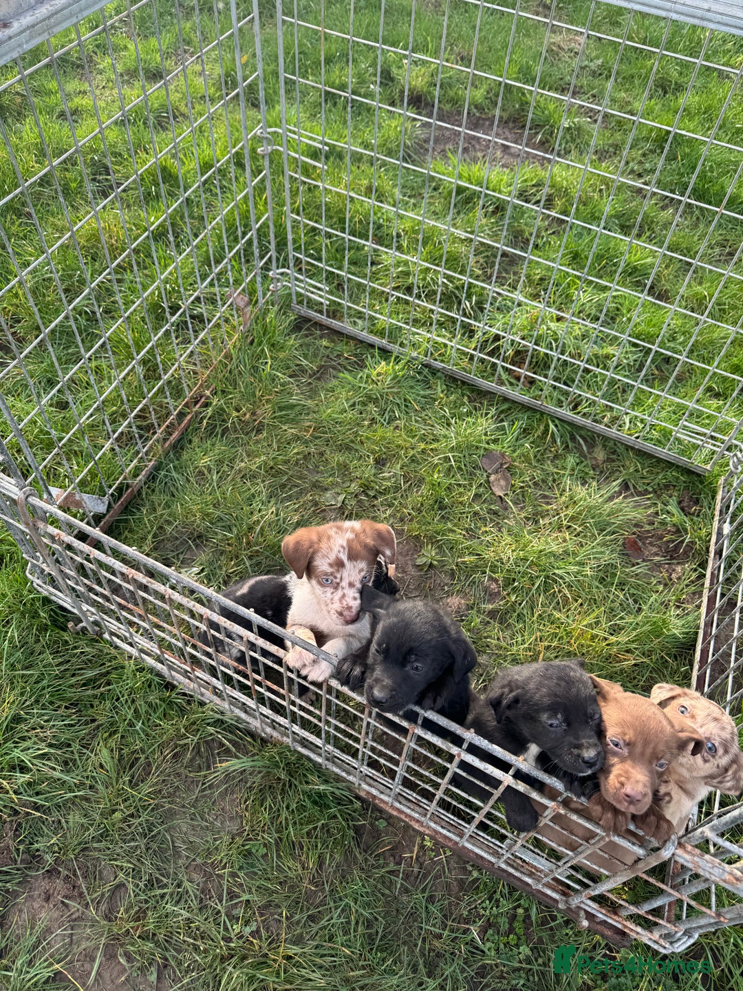 Mixed Breed dogs for sale: 🔥 collie x Labrador pups 🔥 - Advert 3
