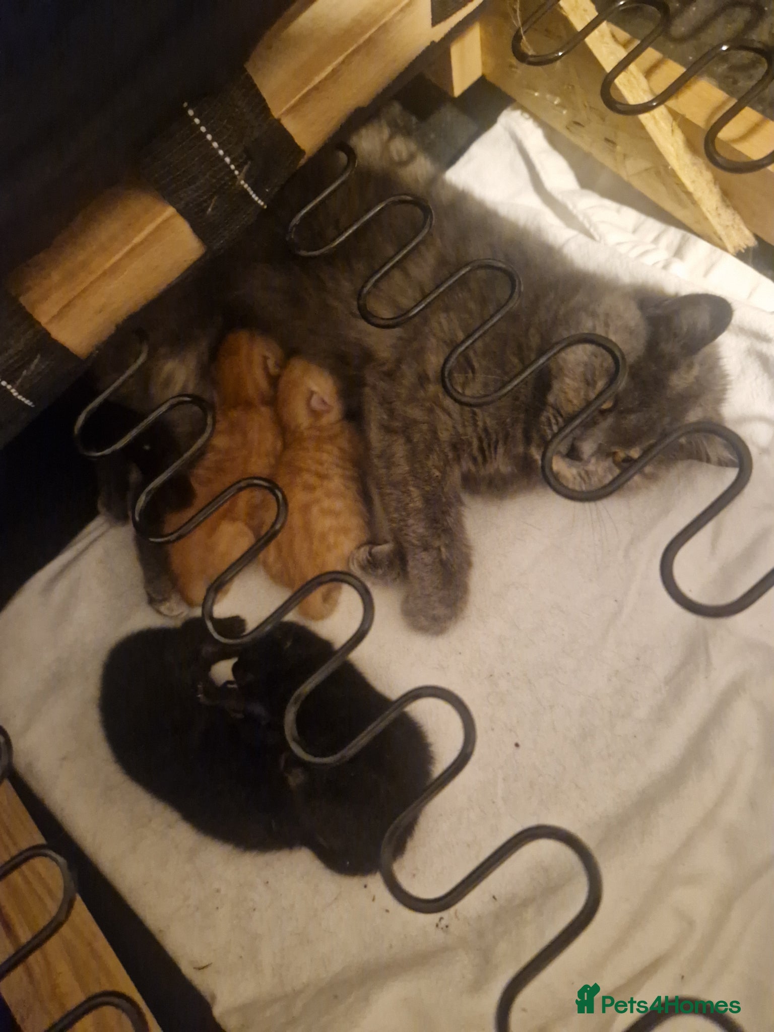 Mixed Breed cats for sale: Mixed breed. Mum is British short hair in Craven Arms - Advert 1