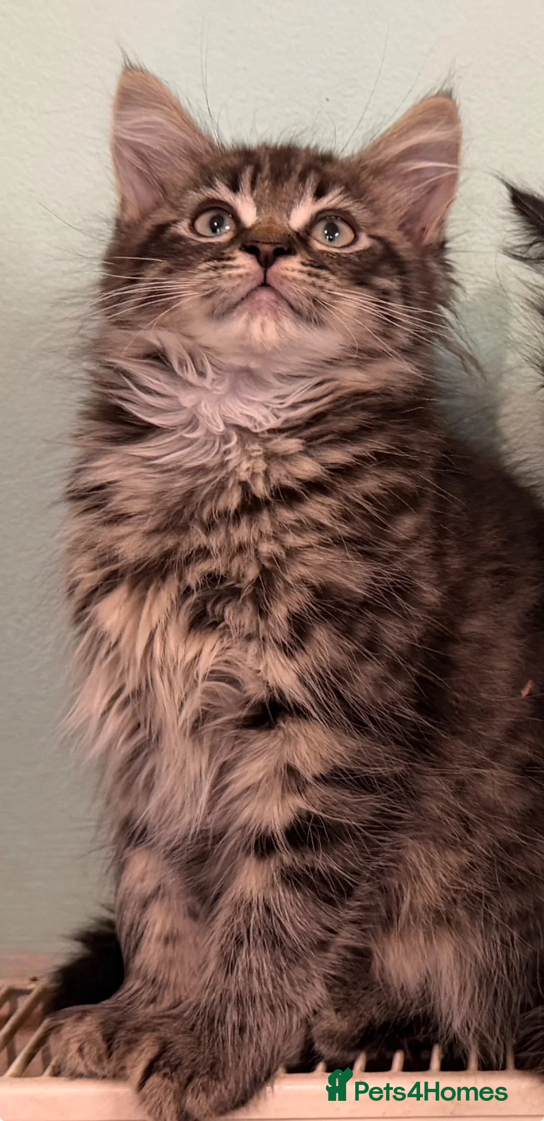 Maine Coon cats for sale: Maine Coon Absolutely  beautiful Kittens for Sale  - Advert 16