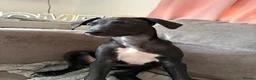 Mixed Breed dogs for sale: Collie whippet greyhound  - Advert 6