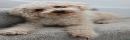 Poochon dogs for sale: Rehoming our loving boy - Omi - Advert 3