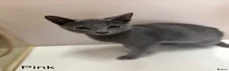 Russian Blue cats for sale: PURE BREED Russian Blue Kittens READY NOW! - Advert 3
