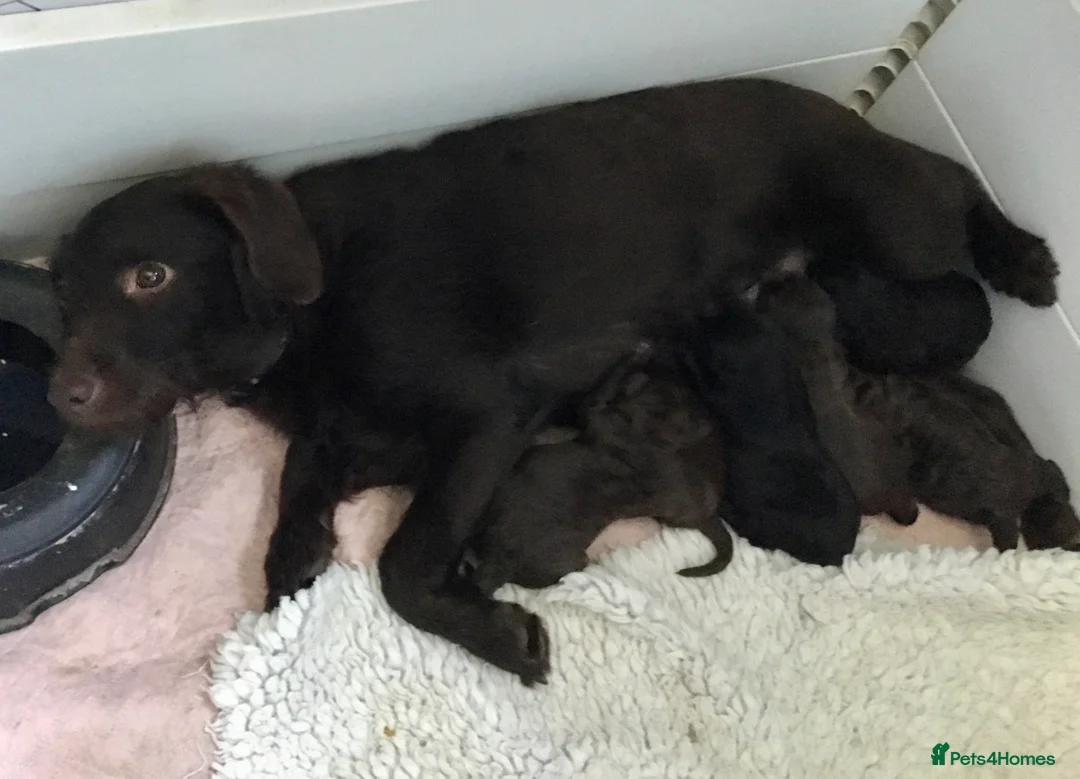 Labradoodle dogs for sale: F1b Beautiful miniature Labradoodle puppies - Advert 1