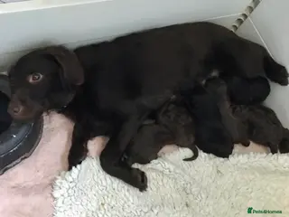 Labradoodle dogs F1b Beautiful miniature Labradoodle puppies - Advert 11