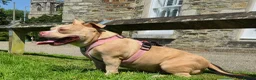American Bully dogs for sale: Pocket bully bitch - Advert 9