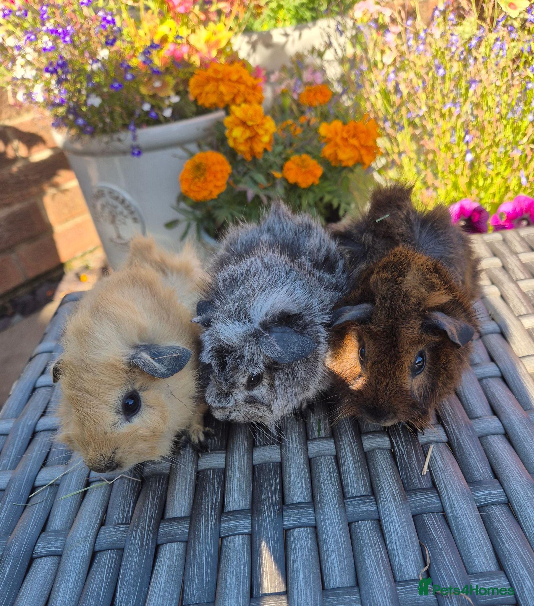 Guinea Pig rodents Californian Funky Guinea Pigs  - Advert 1